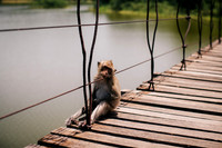 tired monkey