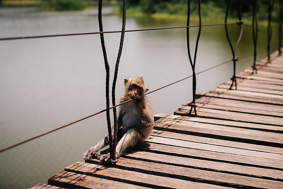 tired monkey