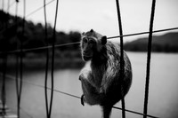 moody monkey