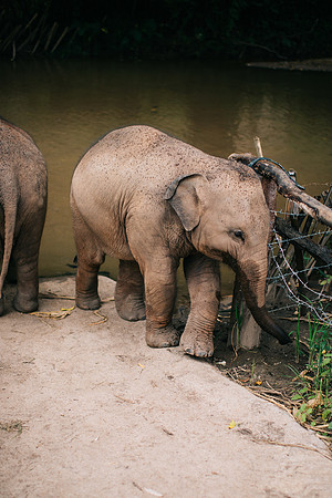 dis rihanna the 1 yr old elephant