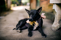cute puppy