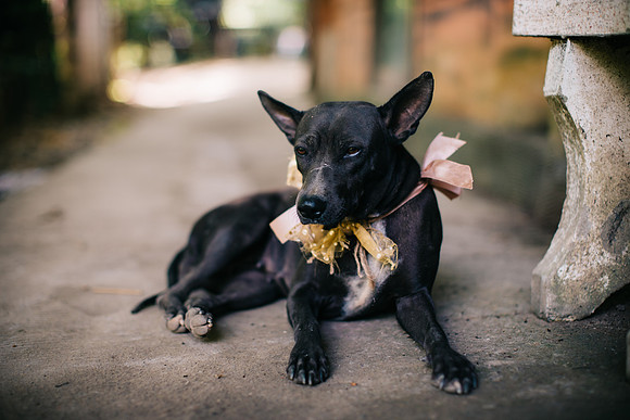 cute puppy